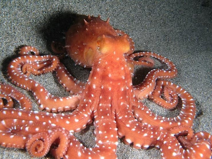 צילום: shutterstock