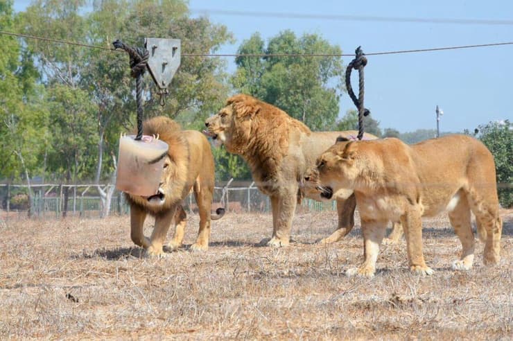 אריות בספארי (צילום: מוטי קמחי) אריות בספארי