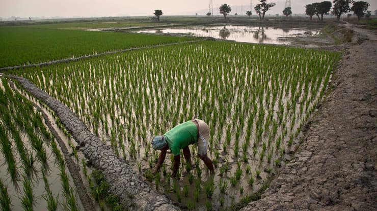 החקלאים בהודו סומכים על זהב וכסף ולא על המערכת הבנקאית