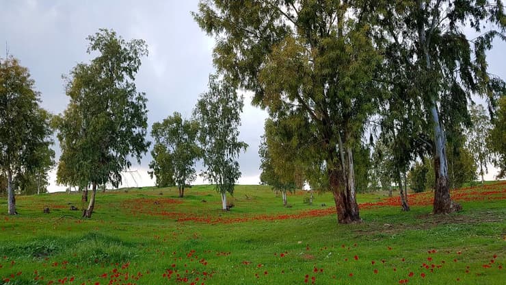 החגיגות יחכו