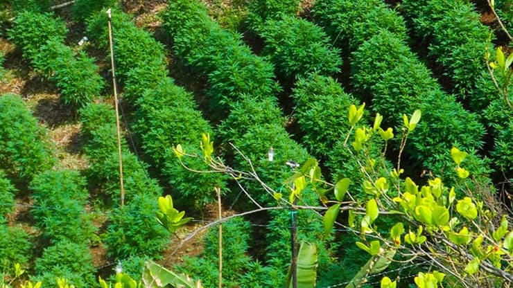 ארכיון חוות קנאביס קולומביה
