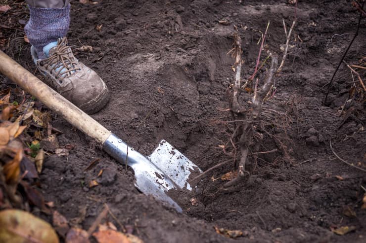 את חפירה קבר אילוסטרציה