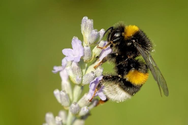 בומבוס האדמה