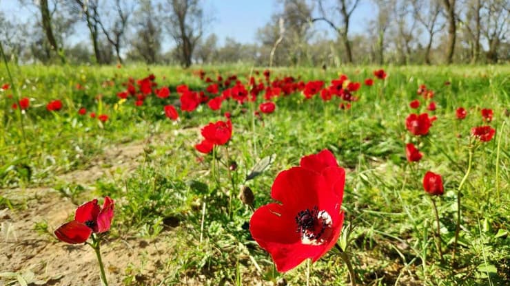 כלניות בחניון רעים (צילום: קרין זגר) כלניות בחניון רעים