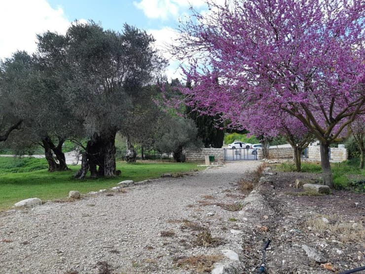 פריחה בבית שערים