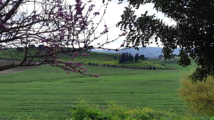 פריחה בבית שערים