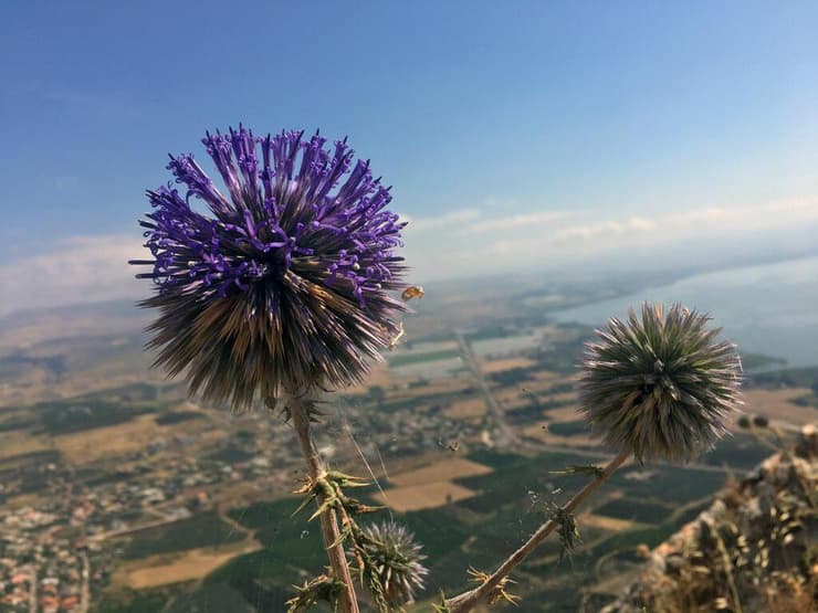 מצוק הארבל