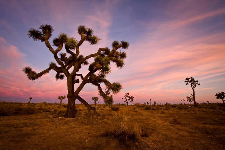 שקיעה בפארק עץ יהושע (צילום: shutterstock) הפארק הלאומי ג'ושוע טרי