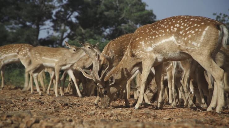 יחמורים פרסיים בחי בר כרמל