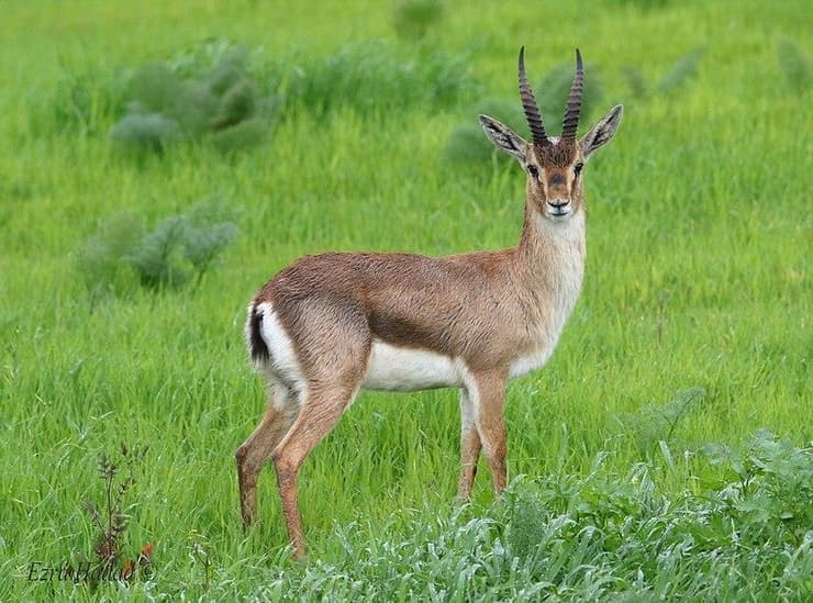 צבי ארצישראלי