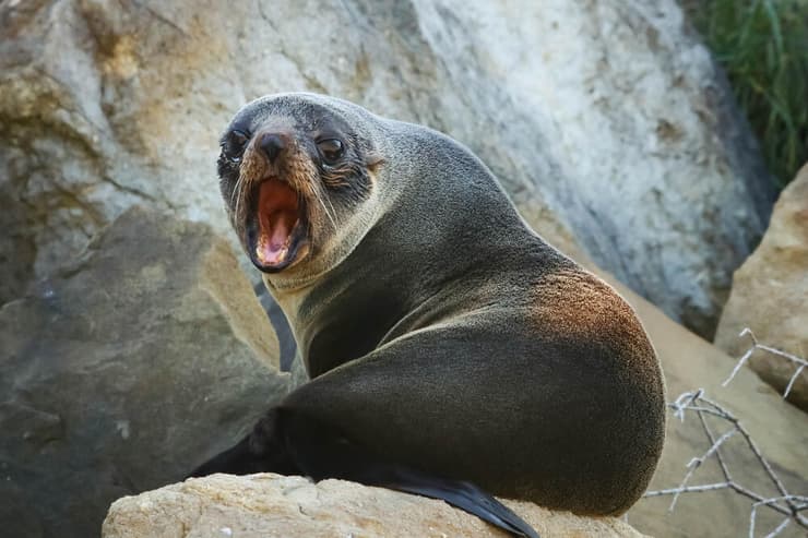 אילוס אילוסטרציה כלב ים