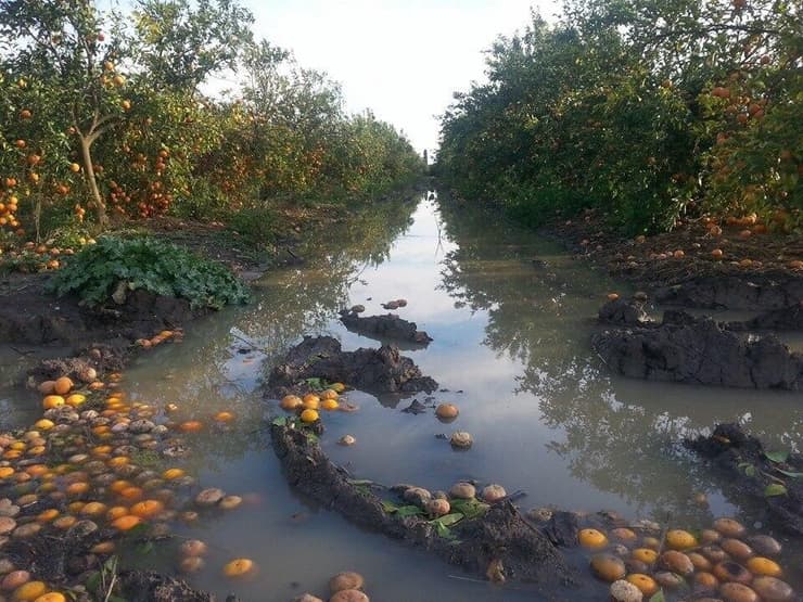 פגיעה בפרדסים