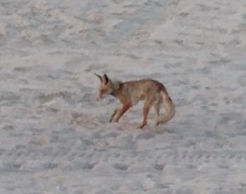 שועל מנסה לטרוף ביצים (צילום: רונית נשיא, רשות הטבע והגנים) השועל מנסה לטרוף את הביצים