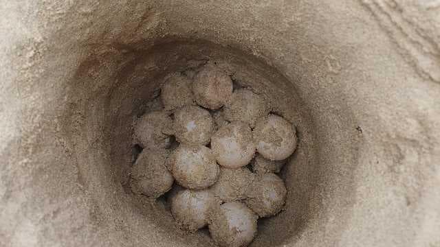 קן ובו ביצים של צבת ים. ארכיון (צילום: יהודה רייך, רשות הטבע והגנים) השועל מנסה לטרוף את הביצים