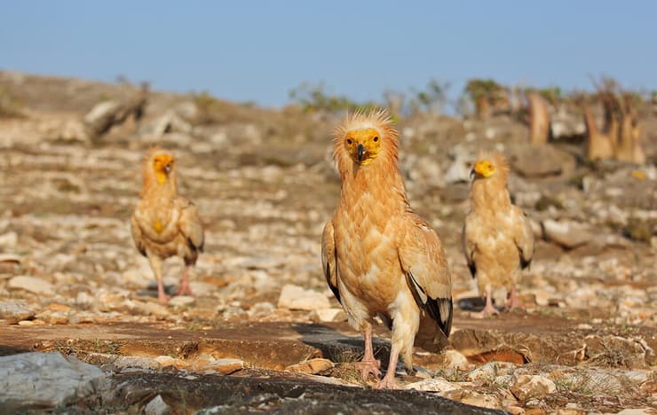 תימן סוקוטרה אי נכבש על ידי בדלנים שנלחמים גם הם נגד החות'ים