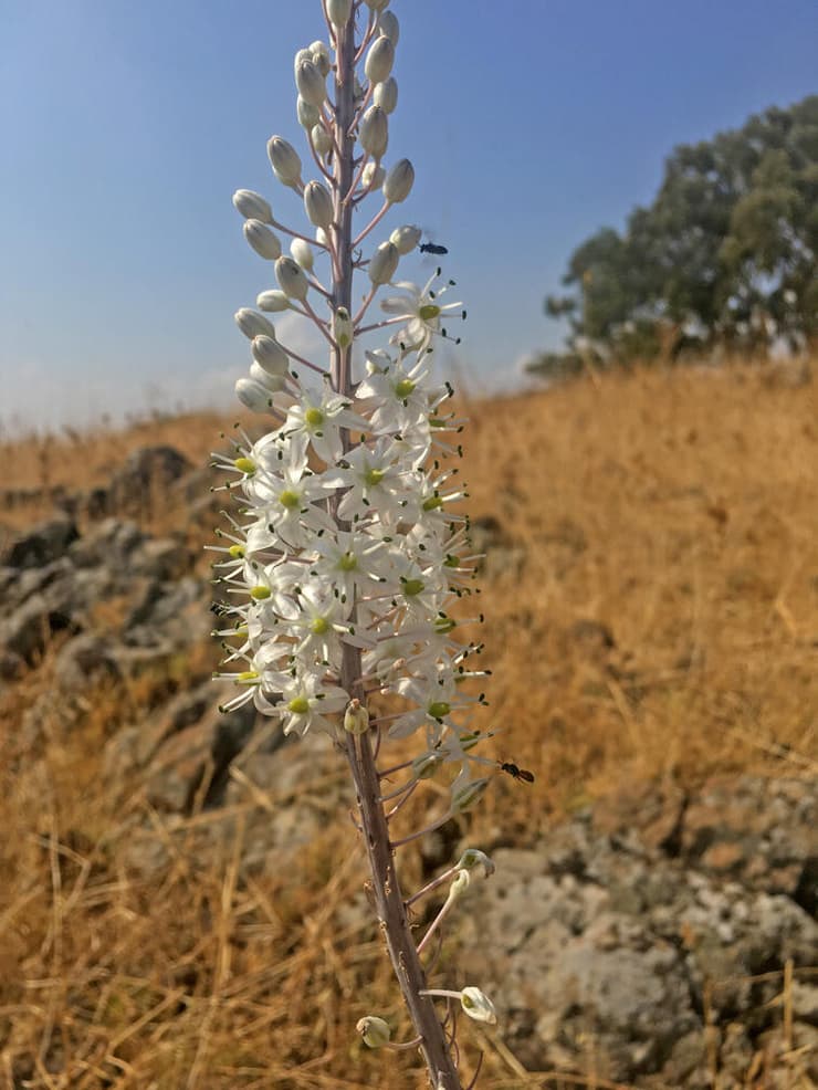חצב פורח בשמורת נחל יהודיה