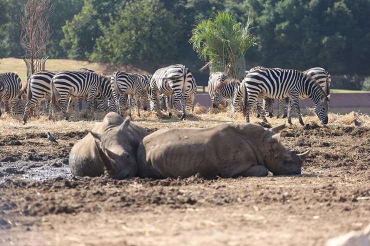 קרנפים וזברות בספארי (צילום: מוטי קמחי) ספארי רמת גן