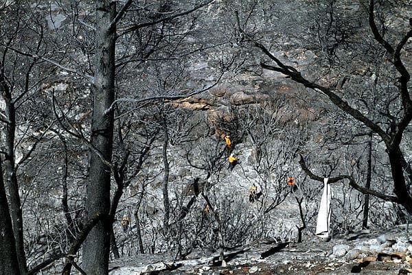 עצים שרופים בכרמל בעקבות השריפה