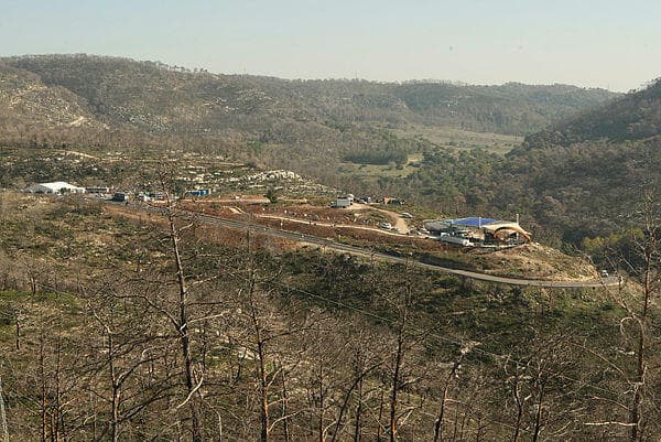 עצים שרופים בכרמל שנה אחרי השריפה