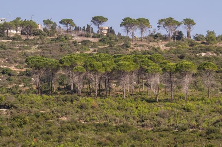 הצמחייה בכרמל עשור אחרי האסון