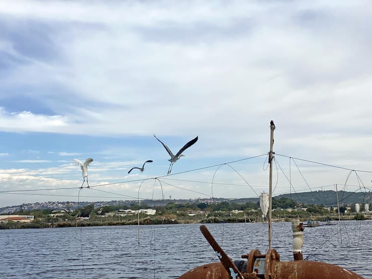 אנפות בבריכות מעגן מיכאל 