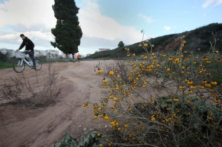 גבעות הכורכר נס ציונה