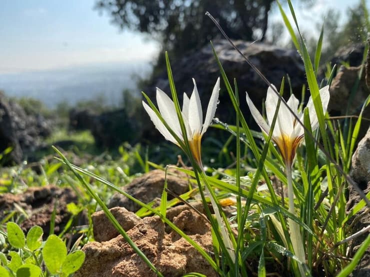 יער קרן הכרמל