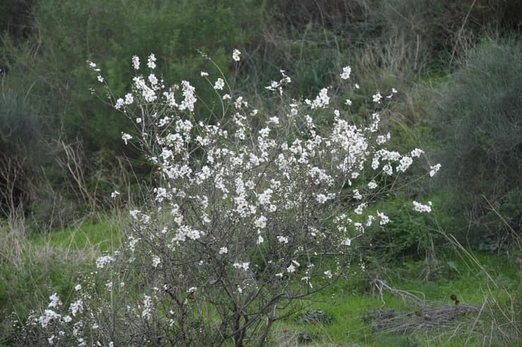 שקדיות בנחל תבור (צילום: מחמוד נאסר, רשות הטבע והגנים) שקדיות בנחל תבור