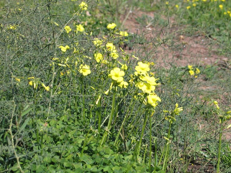 חמציץ נטוי (צילום: ד"ר מרגרטה וולצ'ק, רשות הטבע והגנים) חמציץ נטוי