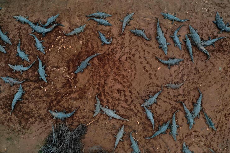 חוות תנינים בפצאל