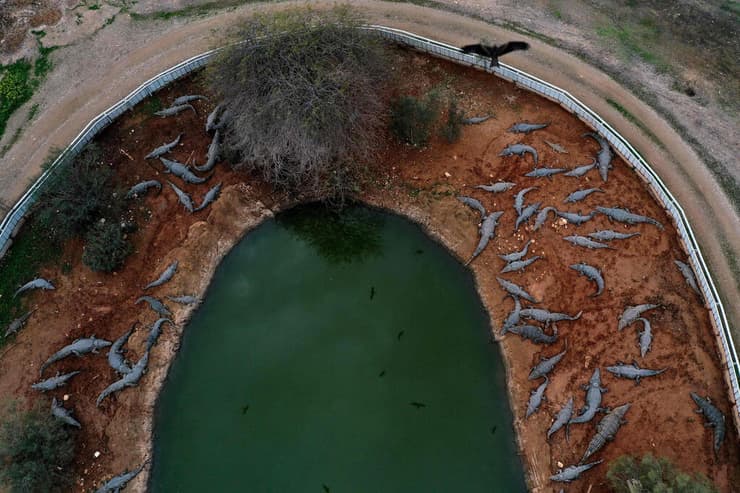 חוות תנינים בפצאל