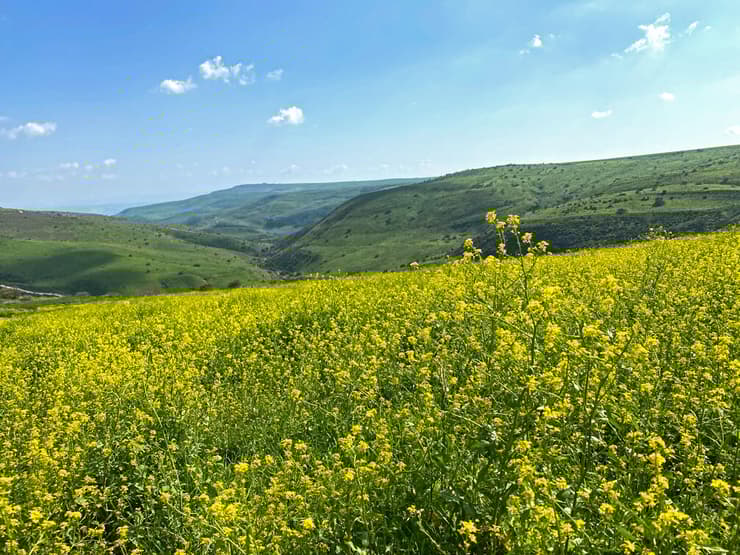מרבדי חרדל על רקע קניון הבזלת