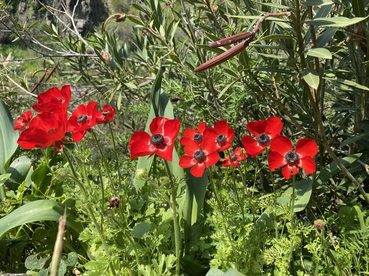 נוריות לאורך המסלול