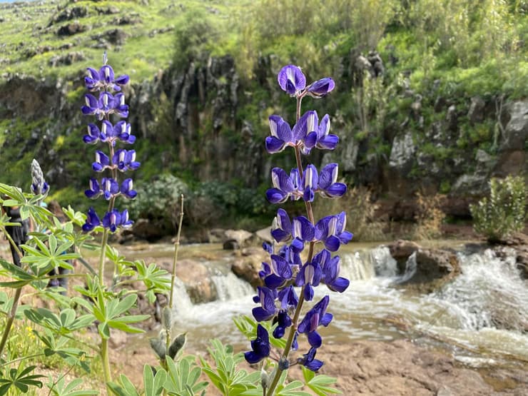 תורמוסים פורחים לצד הנחל