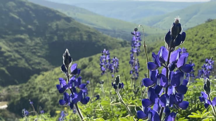 תורמוס ההרים במורדות קניון הבזלת 
