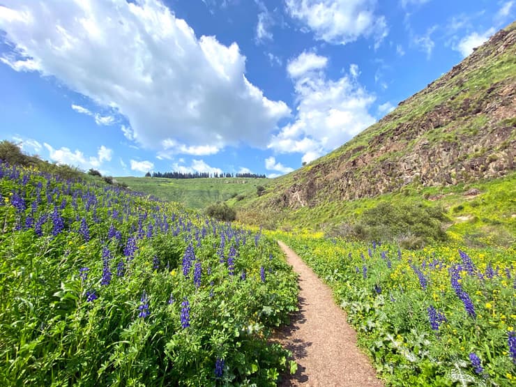 פריחה שופעת משני צדי השביל