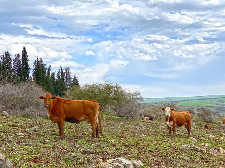פרות לצד המסלול