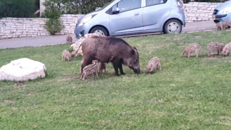 להקת חזירים בכרמל