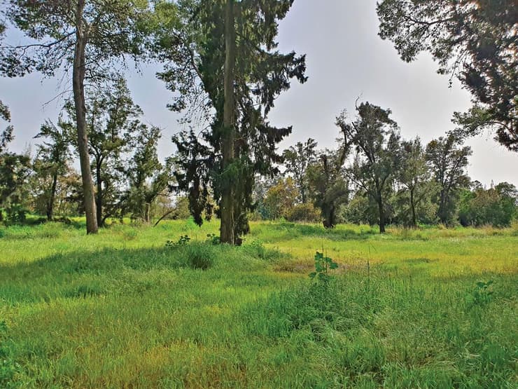 מתחם בית הנערה בהוד השרון (צילום ארכיון: יעל גרטי) מתחם בית הנערה, הוד השרון