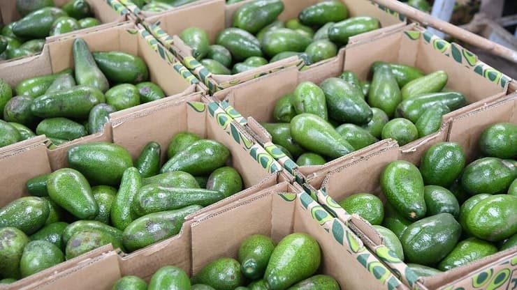 ארגזי אבוקדו