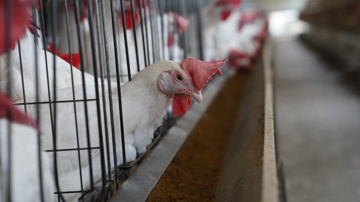 הלול של שמעון ביטון