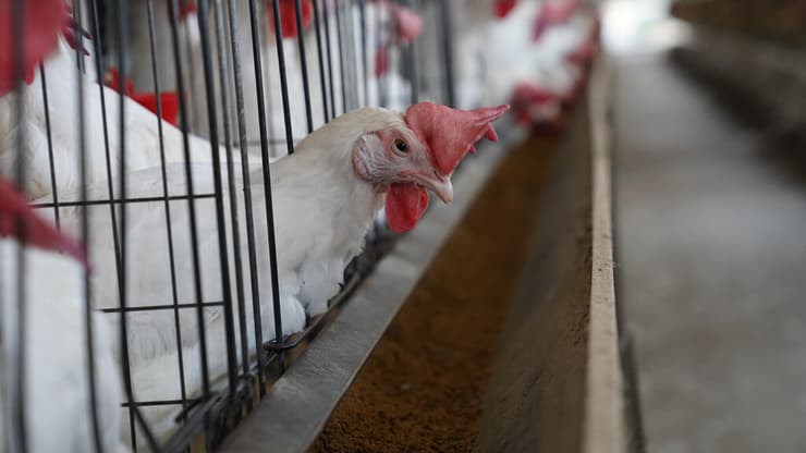 לול אילוסטרציה (צילום: אפי שריר) הלול של שמעון ביטון