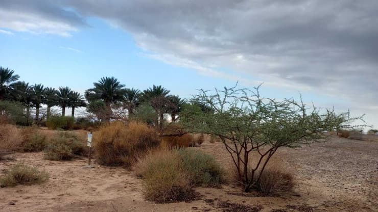 חצבה. ארכיון (צילום: הילה אלבז, הערבה התיכונה) גשם ראשון בחצבה