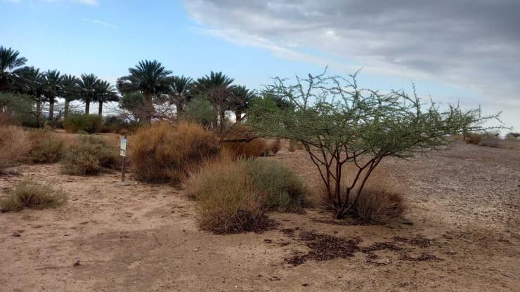 גשם ראשון בחצבה