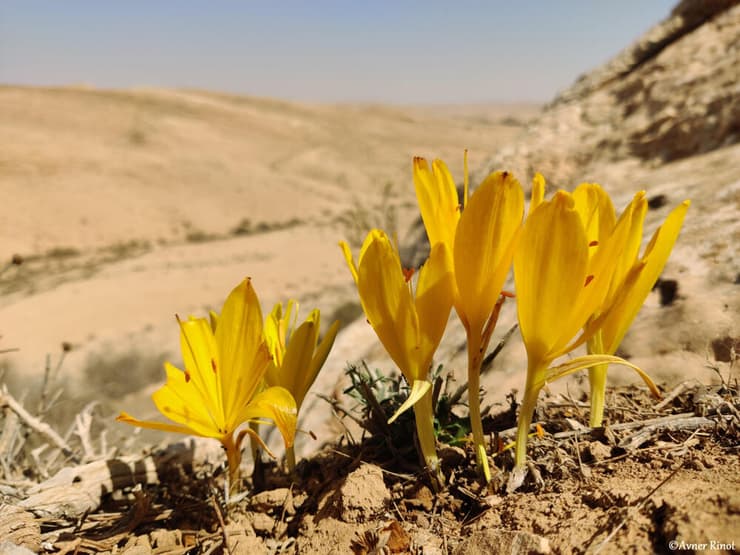 חלמוניות ברכס בוקר