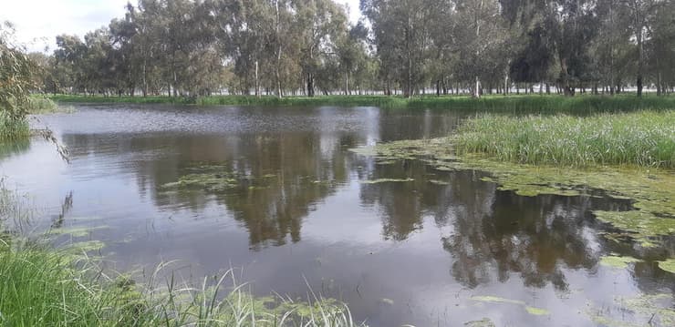 בריכת בג'וריה בגולן (צילום: אלדד אלרון) בריכת בג'וריה בגולן