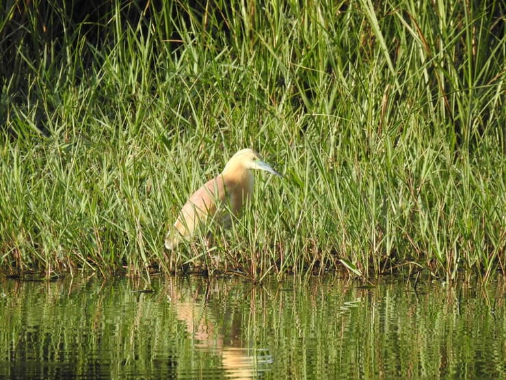 אנפית בבריכת בג'וריה בגולן (צילום: אלדד אלרון) אנפית בבריכת בג'וריה בגולן