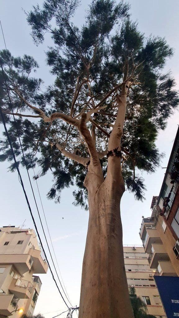 אקליפטוס בפתח תקווה (צילום: מעין רודה) אקליפטוס בפתח תקווה