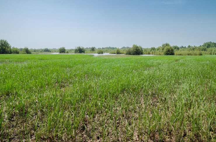 שדה אורז בגמביה
