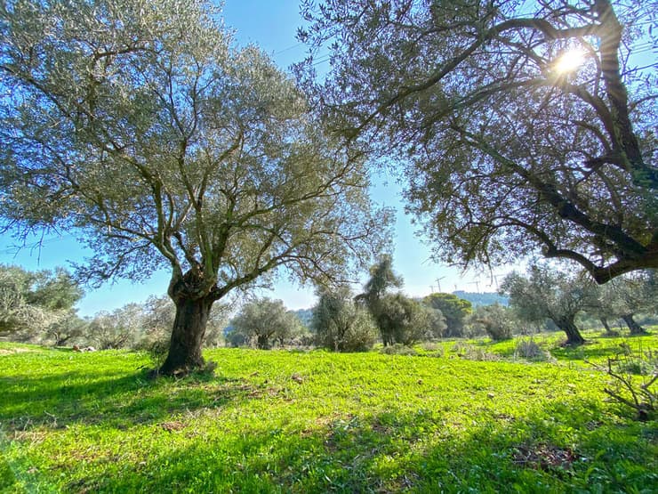מטע עצי זית קשישים במורד היער